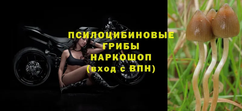 ОМГ ОМГ онион  Грайворон  Галлюциногенные грибы Psilocybe  цены  